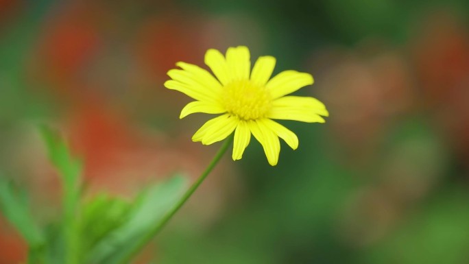 菊花浅齿黄金菊唯美小花