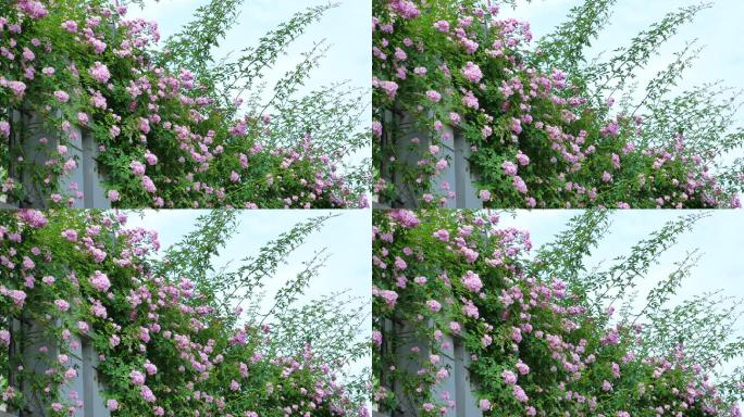 盛开的蔷薇花围墙