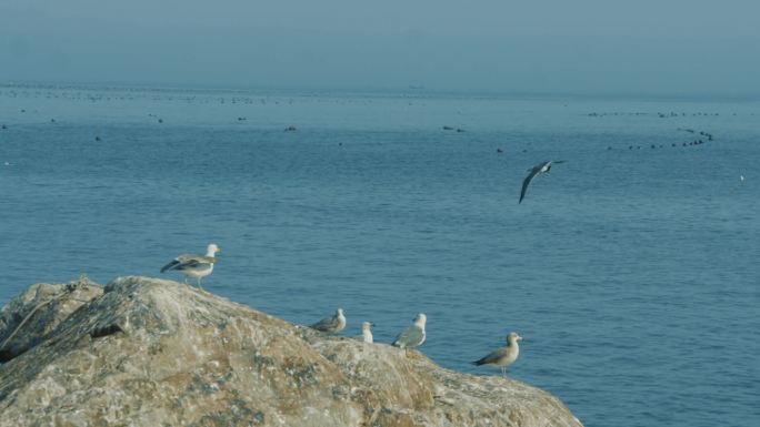 海岛海鸥