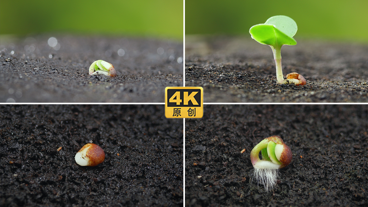 【延时】种子发芽生命萌芽绿色环保延时摄影