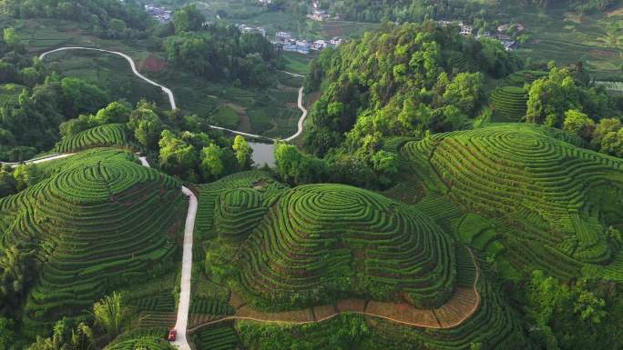 唯美茶园风光川茶基地茶园梯田风景航拍