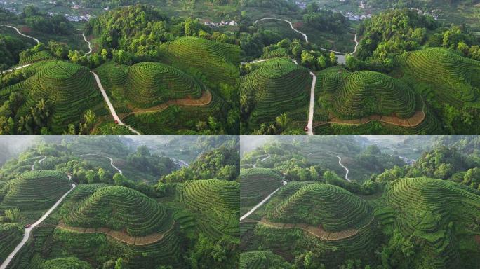 唯美茶园风光川茶基地茶园梯田风景航拍