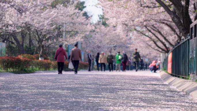 4K公园樱花-樱花飘落游客赏花