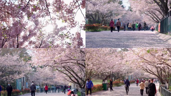 4K公园樱花-樱花飘落游客赏花