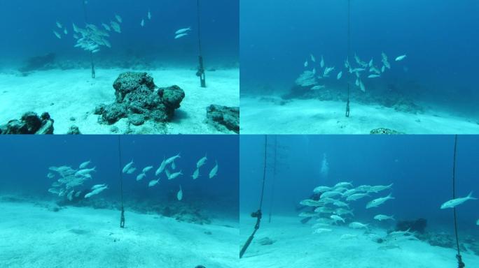 在海㡳进行水肺潜水潜水遇见鱼群