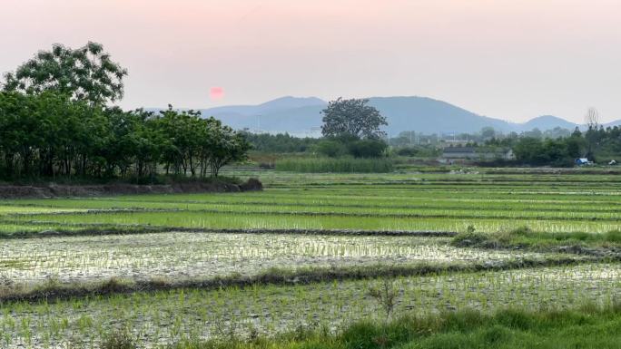 刚插秧的水稻田太阳下山延时摄影