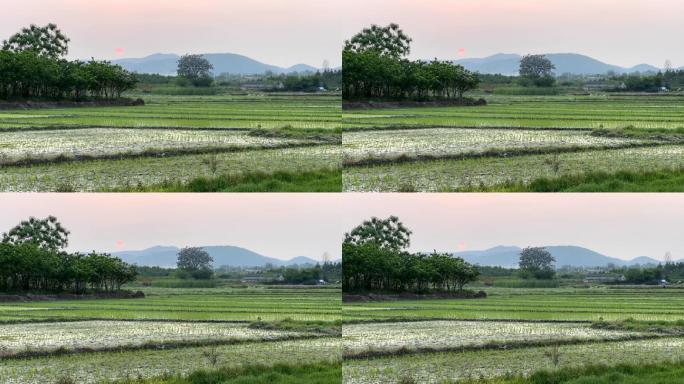 刚插秧的水稻田太阳下山延时摄影