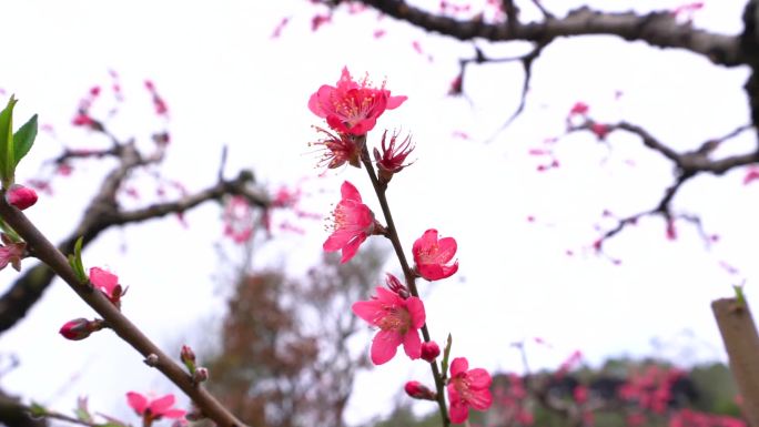 实拍山间桃花园