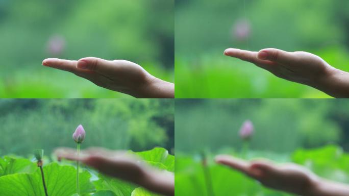 江南荷塘荷花女孩伸手接雨水特写雨天夏天