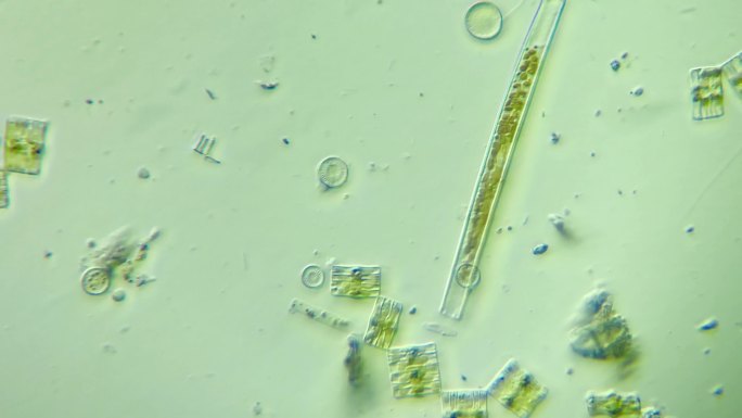 生物科普科研素材 硅藻（淡水）