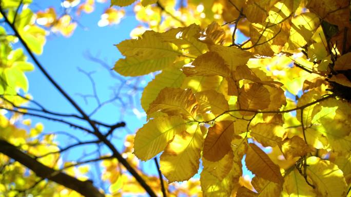 【4K】秋天金黄的树叶