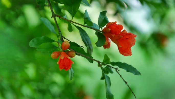 石榴花特写