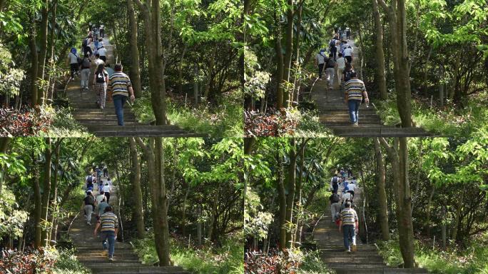 4K正版-森林公园游客居民爬山运动