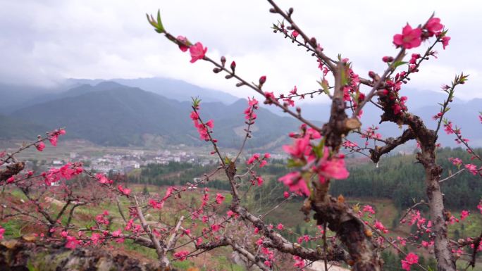 实拍山间桃花园