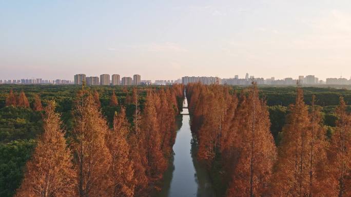 上海奉贤金海社区树林风景