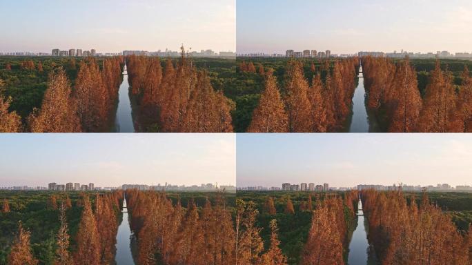 上海奉贤金海社区树林风景
