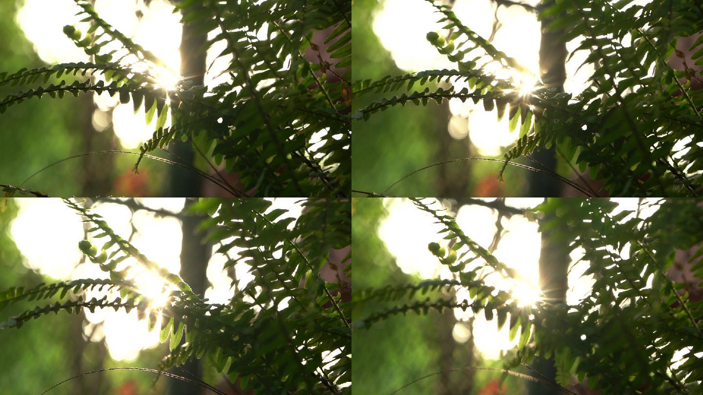 夏季清晨逆光唯美树叶视频 已实名验证