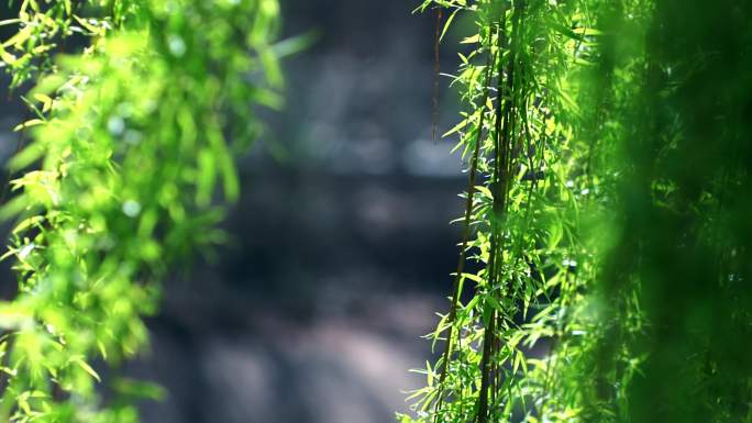 春天柳树柳条发芽随风飘动摇摆