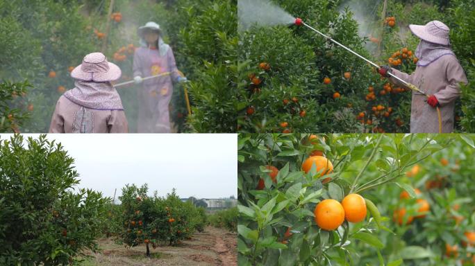 沃柑柑果基地成熟柑果农民喷水