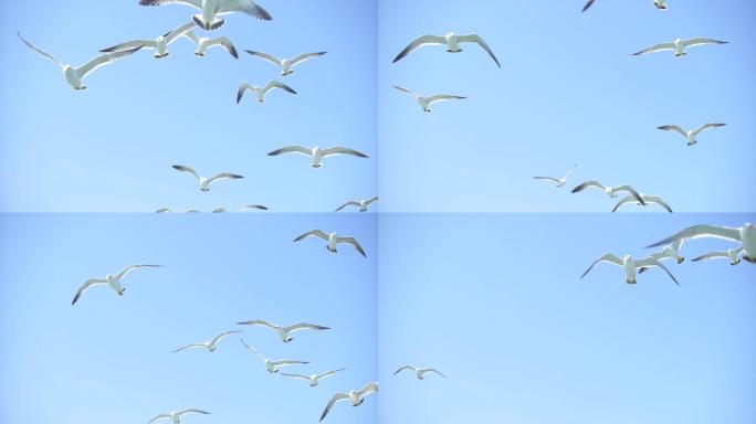海鸥群飞翔翱翔升格素材