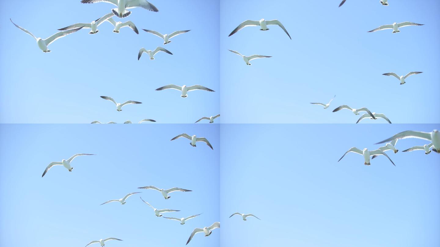 海鸥群飞翔翱翔升格素材