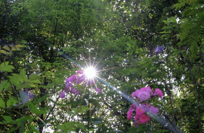 4k 初夏阳光透过树叶、唯美蔷薇空镜