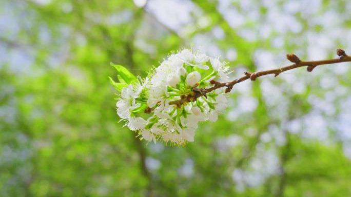 李子花梨花