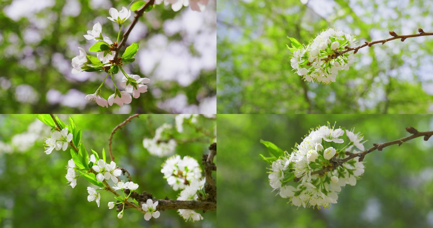 李子花梨花