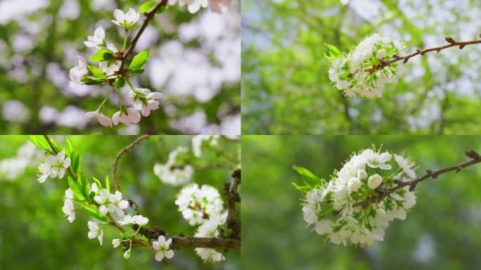 李子花梨花