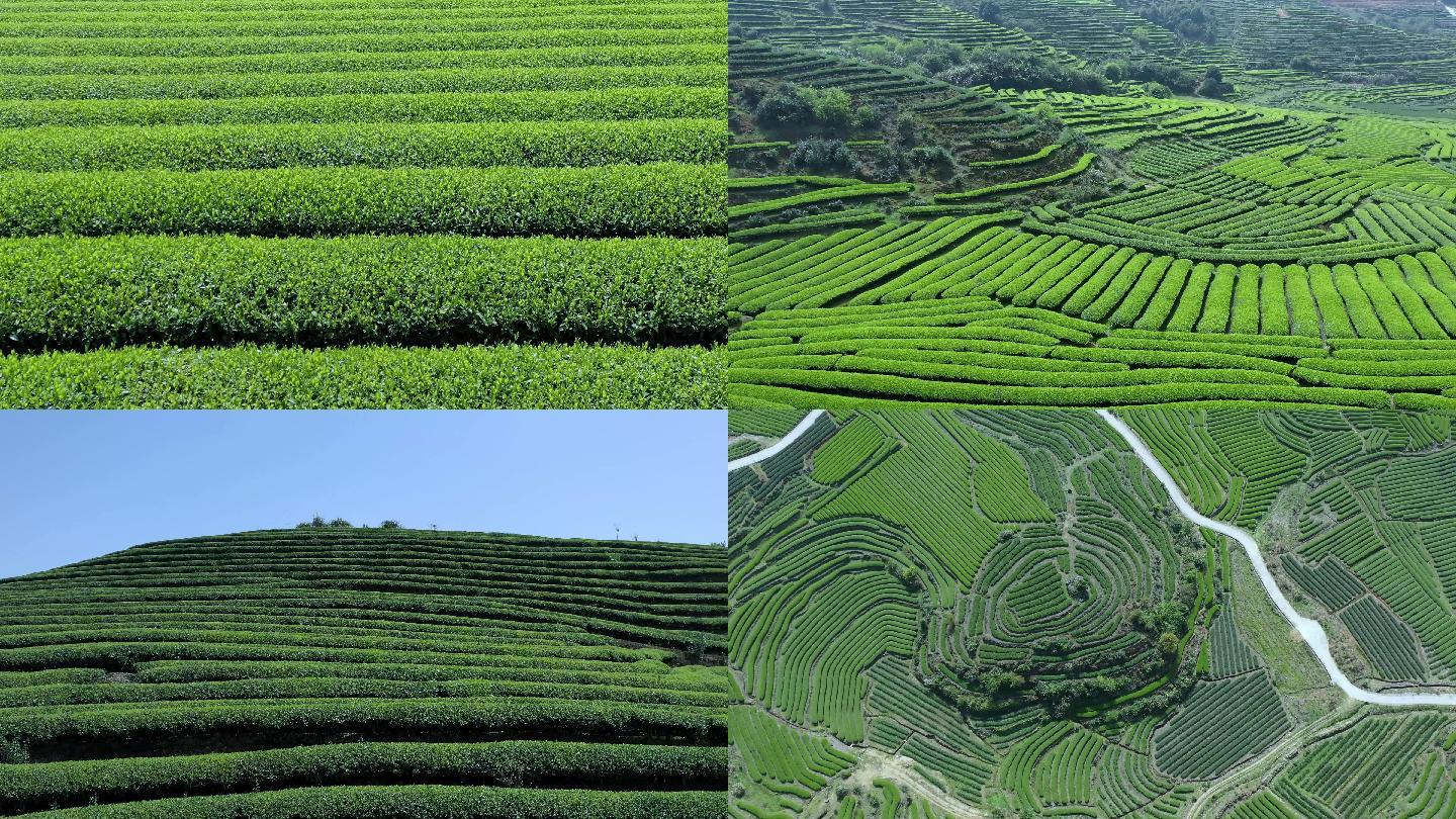 茶园 茶山 茶叶 茶园航拍