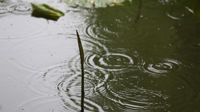 江南荷塘荷叶小荷尖尖角雨水雨滴波纹原素材