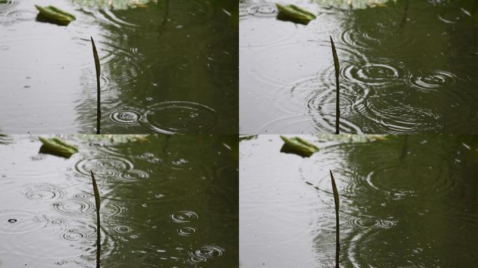 江南荷塘荷叶小荷尖尖角雨水雨滴波纹原素材