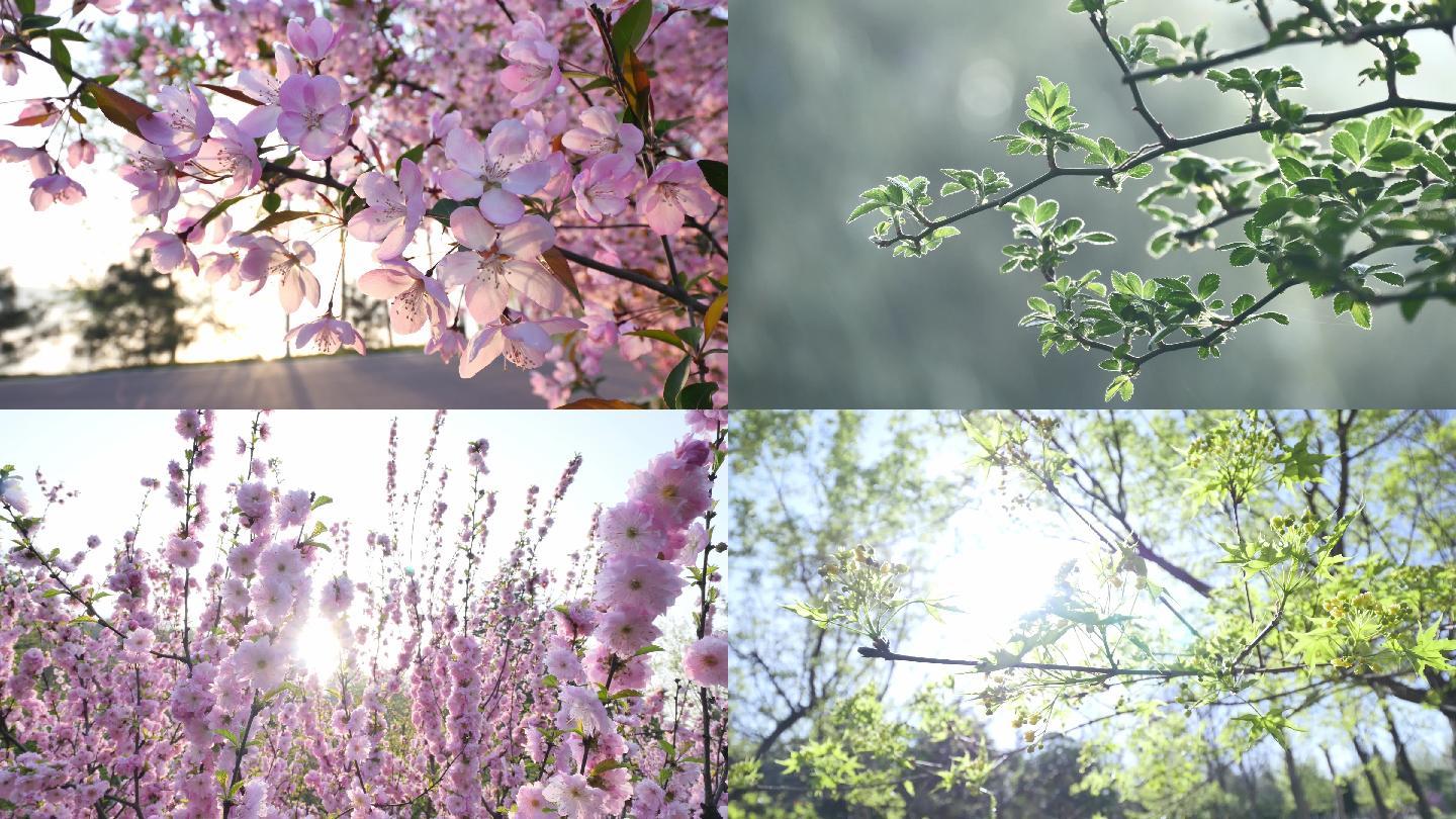 春暖花开视频实拍