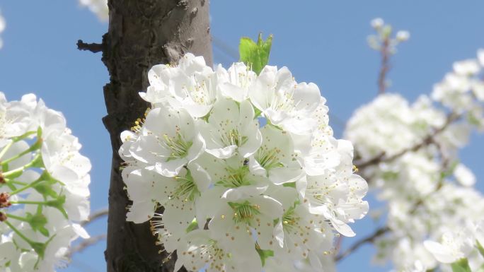 李子花