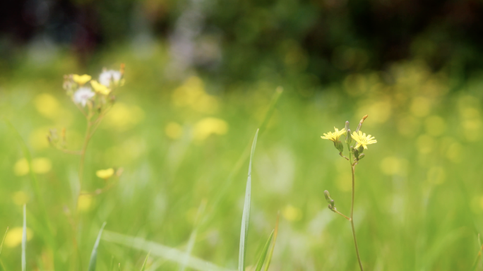 4k 小野花 小黄花 一小片花海 春天