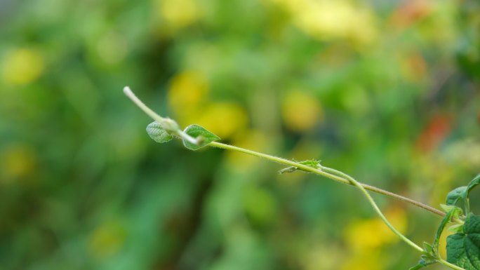 翼叶山牵牛花藤蔓