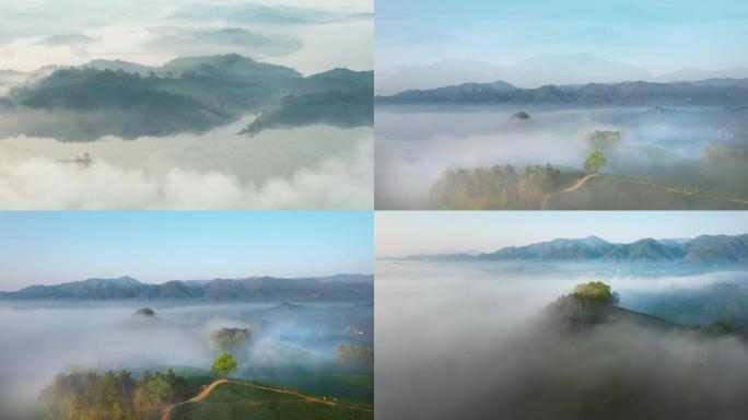 云雾里的茶山