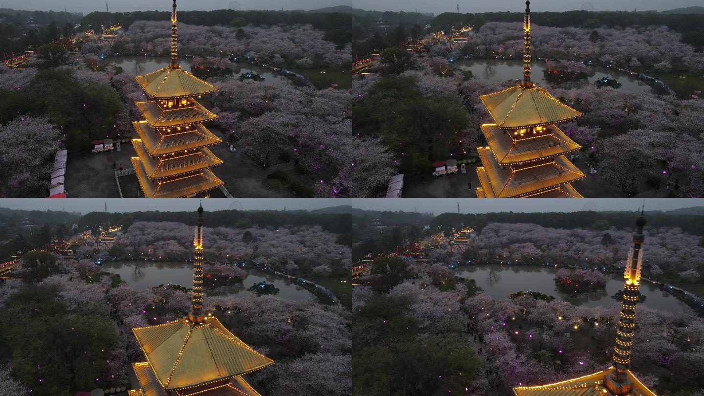 武汉东湖夜樱樱花航拍