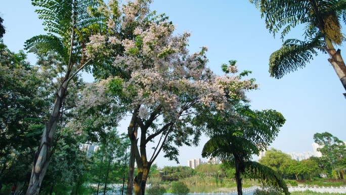 仪花树上开满了花