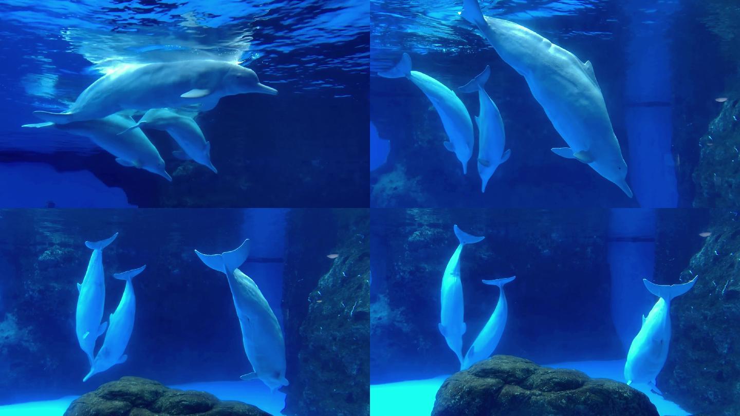 海豚 海豚戏水
