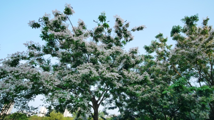 仪花树上开满了花