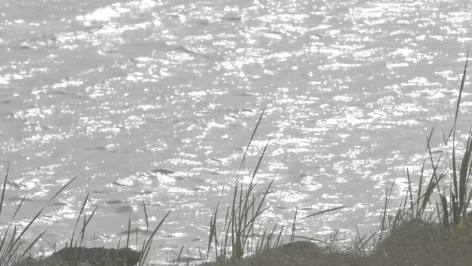 河边小草吹拂 河水波光粼粼