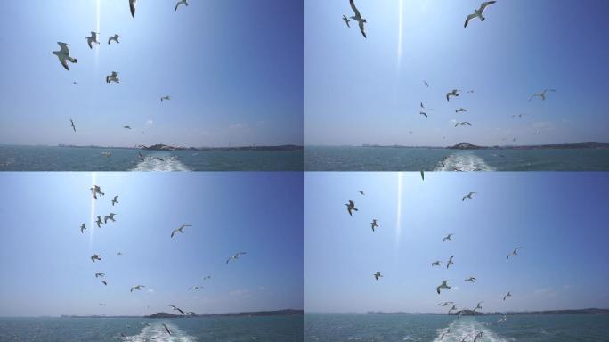 海上海鸥翱翔升格素材