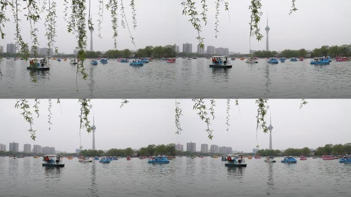 春天玉渊潭公园湖里游人划船游玩