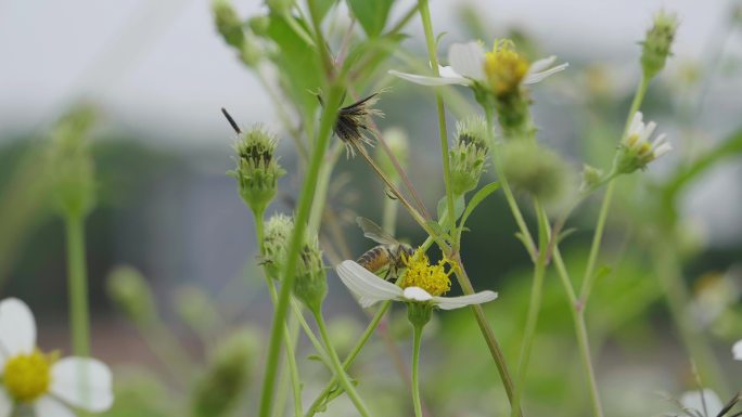 蜜蜂