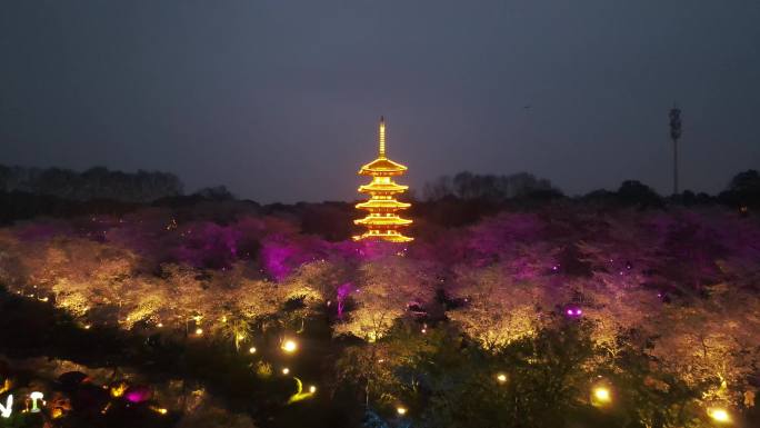 武汉东湖夜樱樱花航拍