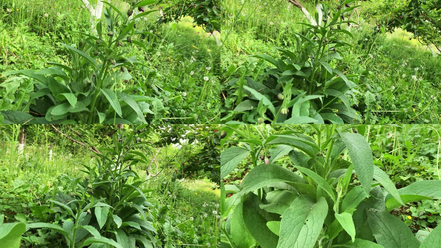 B132 聚合草 草植 植物 绿色植物