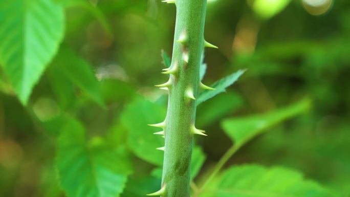 植物针刺 植物根茎  锋芒 武器
