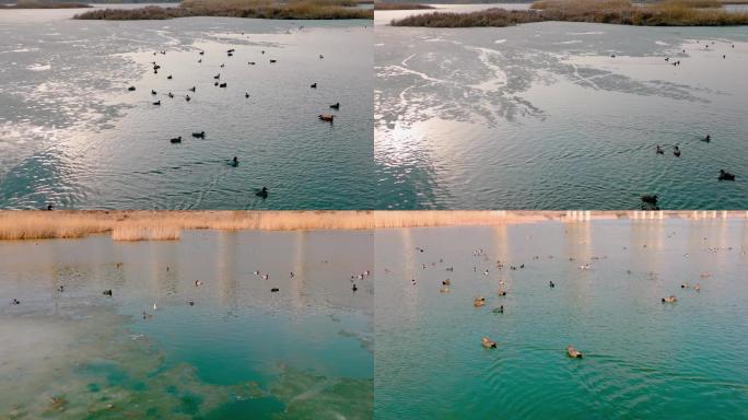 野鸭子4K慢动作1