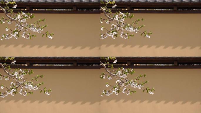 樱花 国风原素材-未调色，可作片头片尾